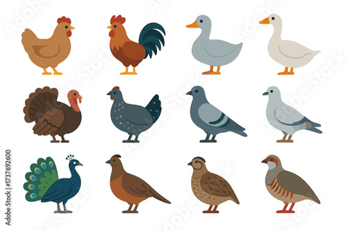 Collection of various farm and domestic birds in flat design illustration