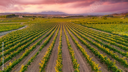 This photo captures a beautiful vineyard in the Penedès wine region of Catalonia, Spain. The neat rows of vines stretch across the landscape, bathed in warm sunlight. In the distance.