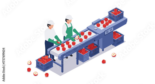 Isometric apple sorting at a modern conveyor belt facility
