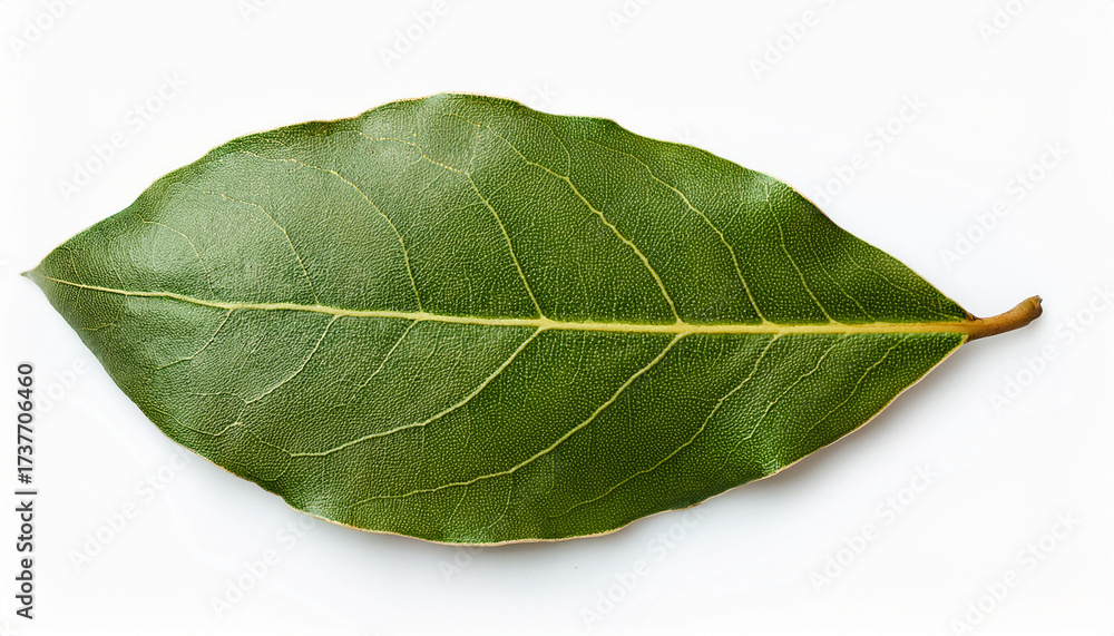 Obraz premium Isolated Bay Laurel Leaves