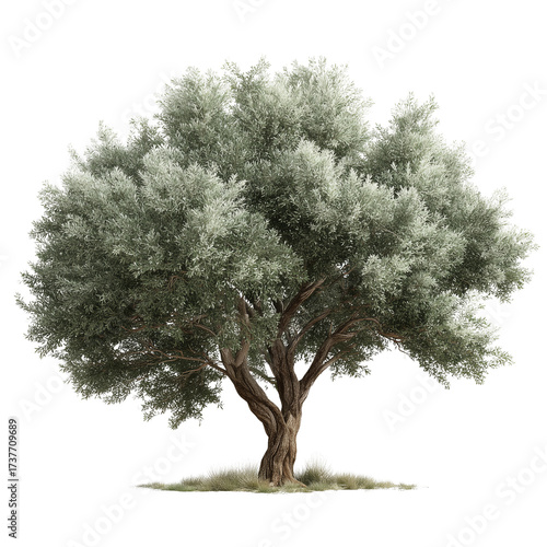 Realistic olive tree with silvery green foliage majestic mediterranean botanical beauty