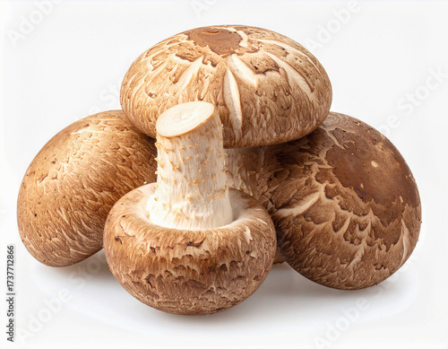 버섯-표고버섯-여러 개