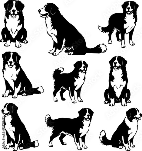Border Collie Dog Silhouette Vector Set