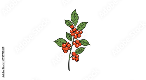 Red berries on a green leafy branch with a white background.