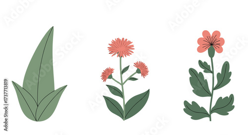Delicate illustrations of three distinct blooming wildflowers in a row showing their unique botanical forms.