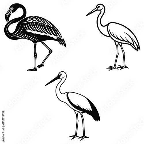 Crane Bird Pair Vector Illustration