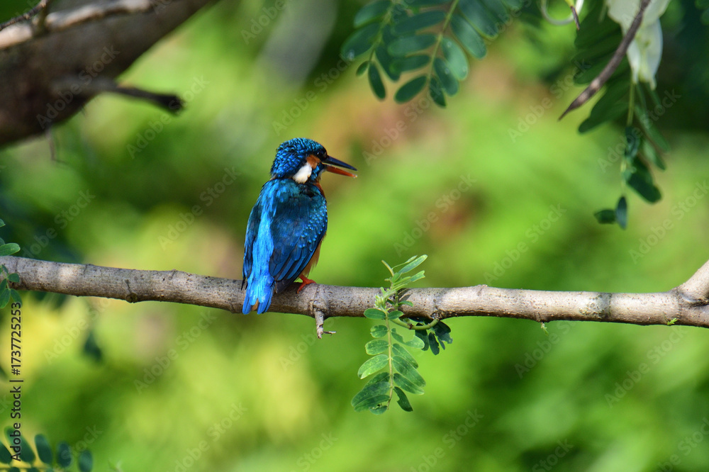 Fototapeta premium This image captures a vibrant common kingfisher perched on a branch, showcasing its striking iridescent blue back and orange underparts amidst lush green foliage, eyes keenly focused.