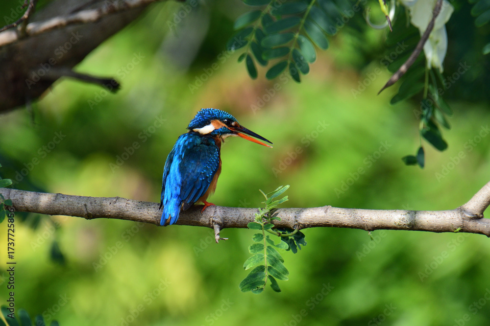 Obraz premium This image captures a vibrant common kingfisher perched on a branch, showcasing its striking iridescent blue back and orange underparts amidst lush green foliage, eyes keenly focused.