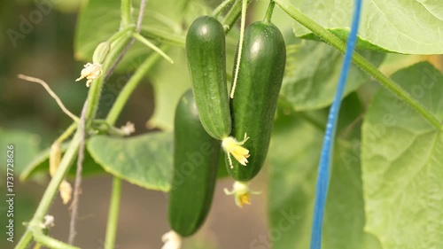 Cucumber Growing in Greenhouse | Fresh Organic Agriculture Video