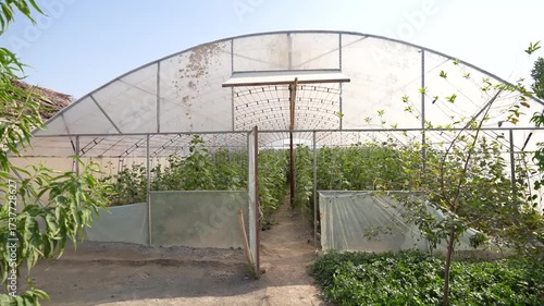 Cucumber Growing in Greenhouse | Fresh Organic Agriculture Video