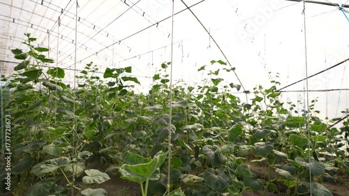 Cucumber Growing in Greenhouse | Fresh Organic Agriculture Video