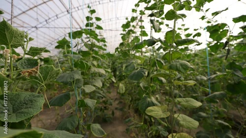 Cucumber Growing in Greenhouse | Fresh Organic Agriculture Video