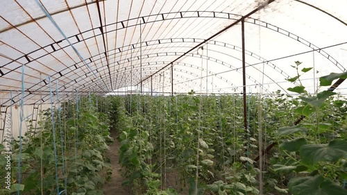 Cucumber Growing in Greenhouse | Fresh Organic Agriculture Video
