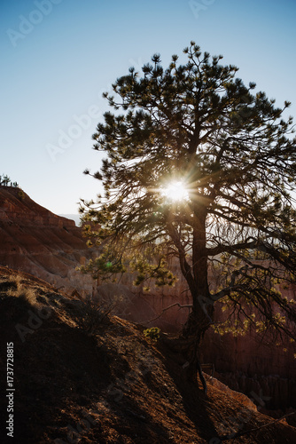 Sunflares through Pine tree at Bryce Canyon, Contre-jour backlight shot at sun rise with lens flares taken at Amphitheater of Rim Trail of Bryce Canyon National Park, Utah, early morning during sunup
