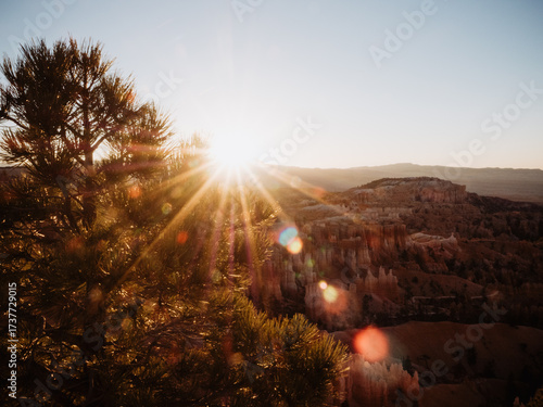 Contre-jour backlight shot of sun rising through Limber Pine tree with lens flares taken at RIm Trail of Bryce Canyon National Park, Utah