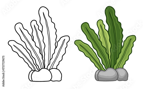 Underwater seaweed outline and colored set vector illustration clipart. Seaweed or kelp plant vector set