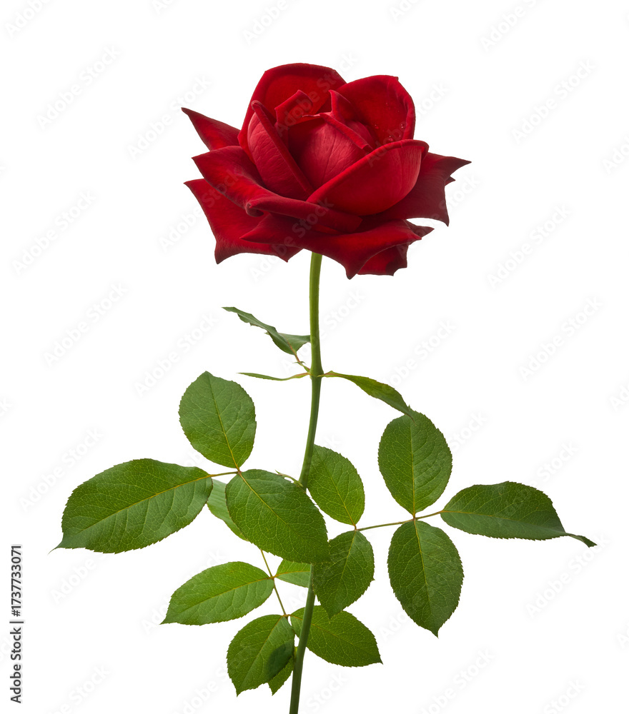 Obraz premium Red Rose Flowers with Green Leaves isolated on white background with clipping path