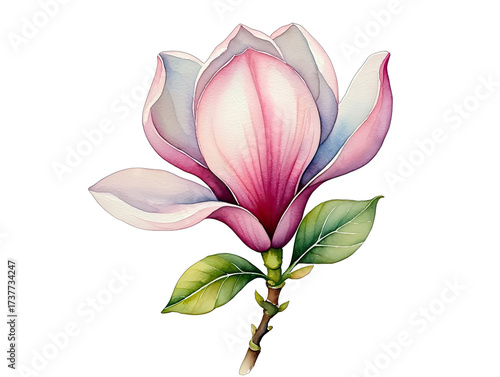 Elegant pink magnolia blossom watercolor illustration on a black background