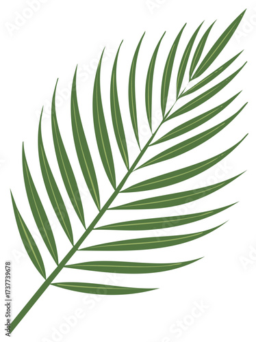 Stylized green palm frond illustration for graphic design or decorative elements, tropical leaf, summer vibes, botanical.