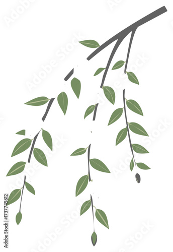 Olive Tree Branch with Green Leaves and Olives Isolated on White Background