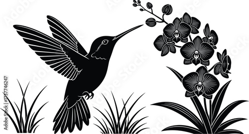 Hummingbird silhouette feeding on orchid flowers — elegant nature scene, botanical beauty, wildlife art, garden design, tropical flora, black and white illustration.