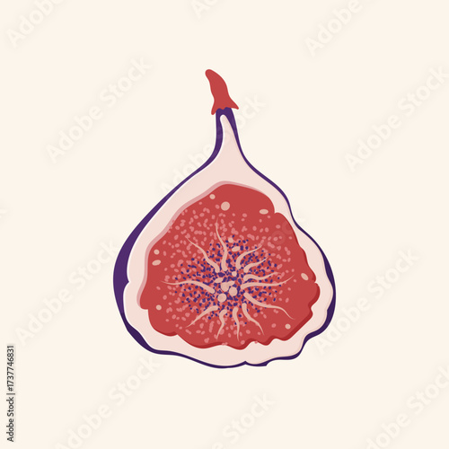 Halved fig with red pulp and purple skin isolated on light background. Flat vector illustration of fruit slices. Healthy food and organic nutrition concept