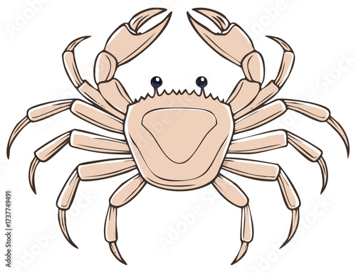 Cartoon illustration of a crab with claws raised up, isolated on white