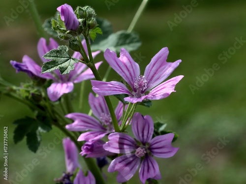 lila flowers of  malva officinalis wild plant close up