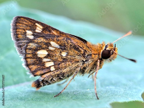 Close-up of a brown butterfly with orange and white spots resting on a green leaf, macro insect photography in nature, perfect for wildlife, entomology, and biodiversity themes.