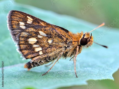 Close-up of a brown butterfly with orange and white spots resting on a green leaf, macro insect photography in nature, perfect for wildlife, entomology, and biodiversity themes.