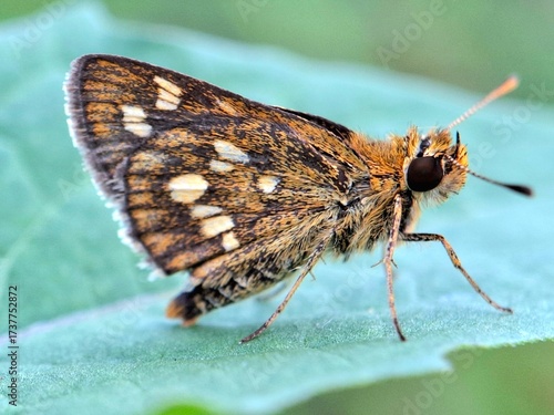 Close-up of a brown butterfly with orange and white spots resting on a green leaf, macro insect photography in nature, perfect for wildlife, entomology, and biodiversity themes.
