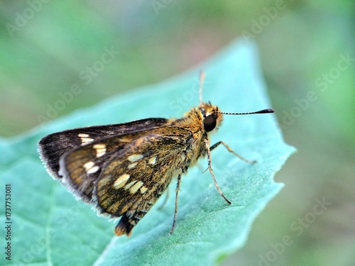 Close-up of a brown butterfly with orange and white spots resting on a green leaf, macro insect photography in nature, perfect for wildlife, entomology, and biodiversity themes.