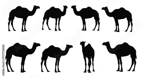 Black silhouettes of camels in various poses and perspectives shown
