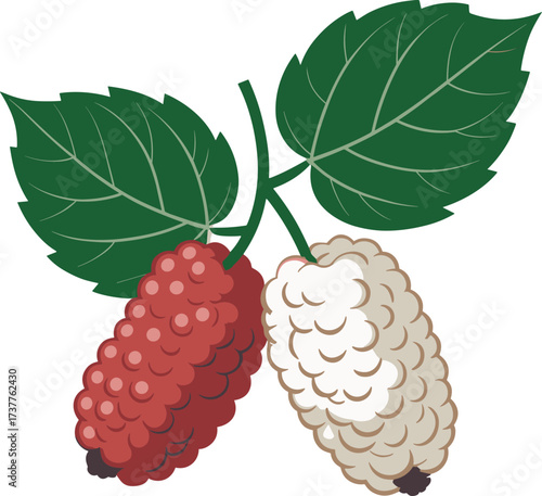 Delicious and Healthy Mulberry Fruits for a Wholesome Treat and Bundle Design Ideas