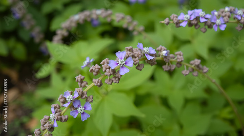 Purple Flower Architrave