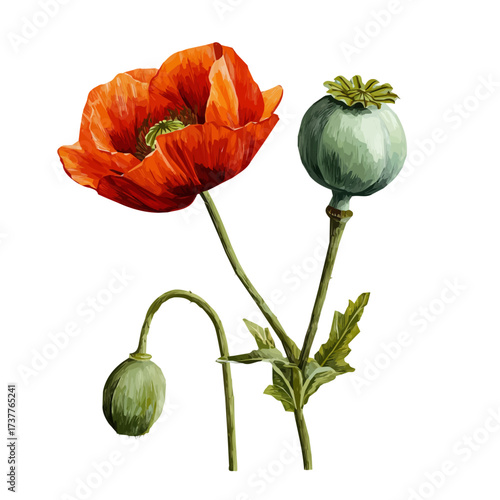 Flat 2D icon, minimalist design, clipart, A Simple flat 2D icon, poppy seed pod, and flower illustration isolated on a white background, vector, flat design, animation design. eps