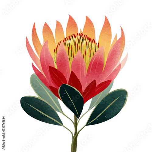 A Watercolor hand-painted protea flower with realistic texture on a white background, botanical fruit illustration, flat watercolor painting, simple and detailed design. EPS format