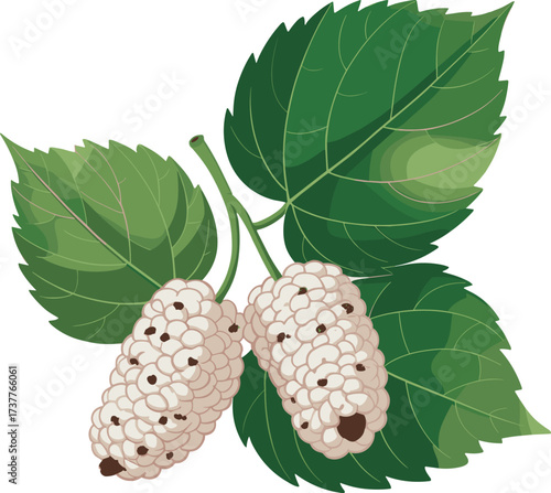 Fresh White Mulberry Berries on a Branch with Green Leaves Detailed Realistic Illustration Bundle Design