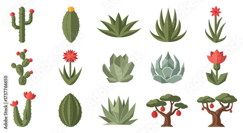 Collection of various cactus and succulent plants in different shapes and sizes.