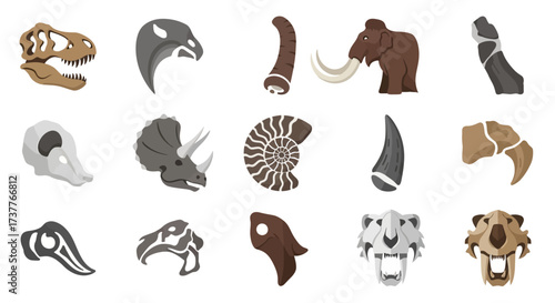 Collection of various dinosaur and prehistoric animal fossils and skulls.