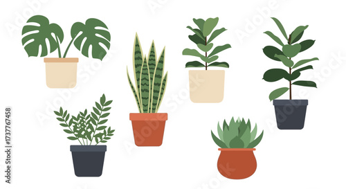 Collection of various potted plants for indoor decoration and home gardening.