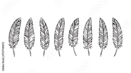 Vector art of feathers on white