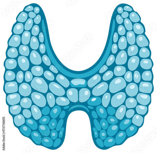 Blue thyroid gland illustration with follicular structure, human endocrine system organ