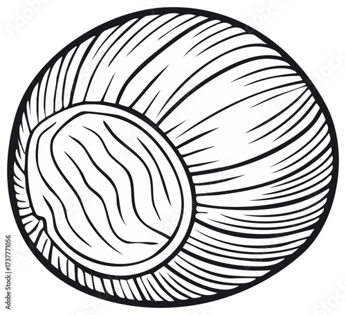 Hand Drawn Coconut in Shell Vector Illustration Outline Style for Design