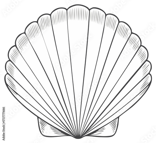 Elegant Line Art of Scallop Seashell A Coastal Design Element for Creative Projects