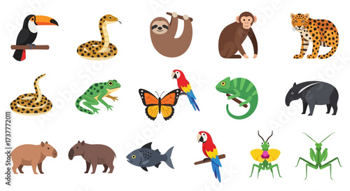 Diverse wildlife collection featuring various animals from the rainforest ecosystem.