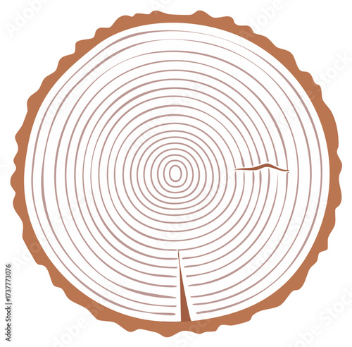 Wood Tree Trunk Cross Section Vector Illustration with Annual Rings Showing Growth and Age