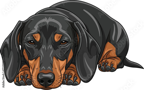 Dachshund dog lying down relaxed facing front vector illustration