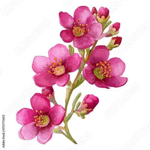 A Watercolor hand-painted waxflower bloom with realistic texture on a white background, botanical fruit illustration, flat watercolor painting, simple and detailed design. EPS format