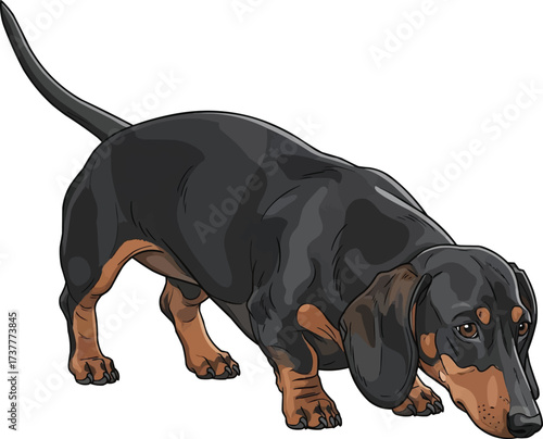Dachshund dog alert sniffing ground cute vector illustration